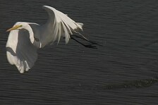 egret 6.jpg